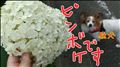 紫陽花？アナベル？