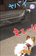 久々の対猫戦