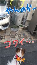 駄犬定期便