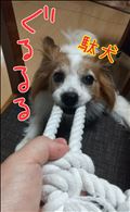 お元気老犬