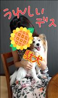 愛され犬