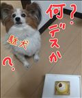 わからない駄犬