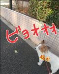 風に吹かれてる