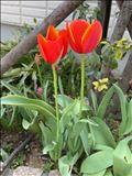 今日の朝散歩のお花のコーナー