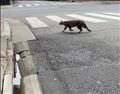 名古屋の猫　第二弾