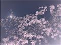 夜桜