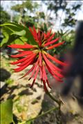 沖縄の県花